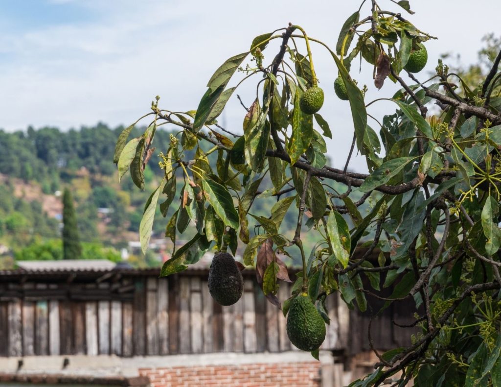 How to Grow an Avocado Tree Indoors (From Pits or Grafts)