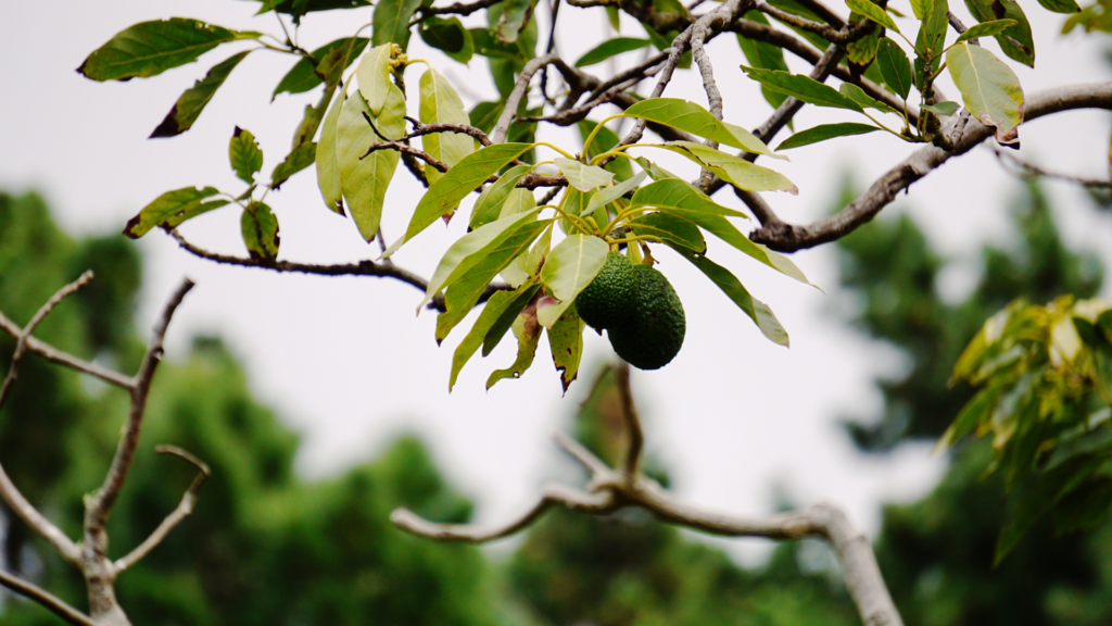 how to grow an avocado tree