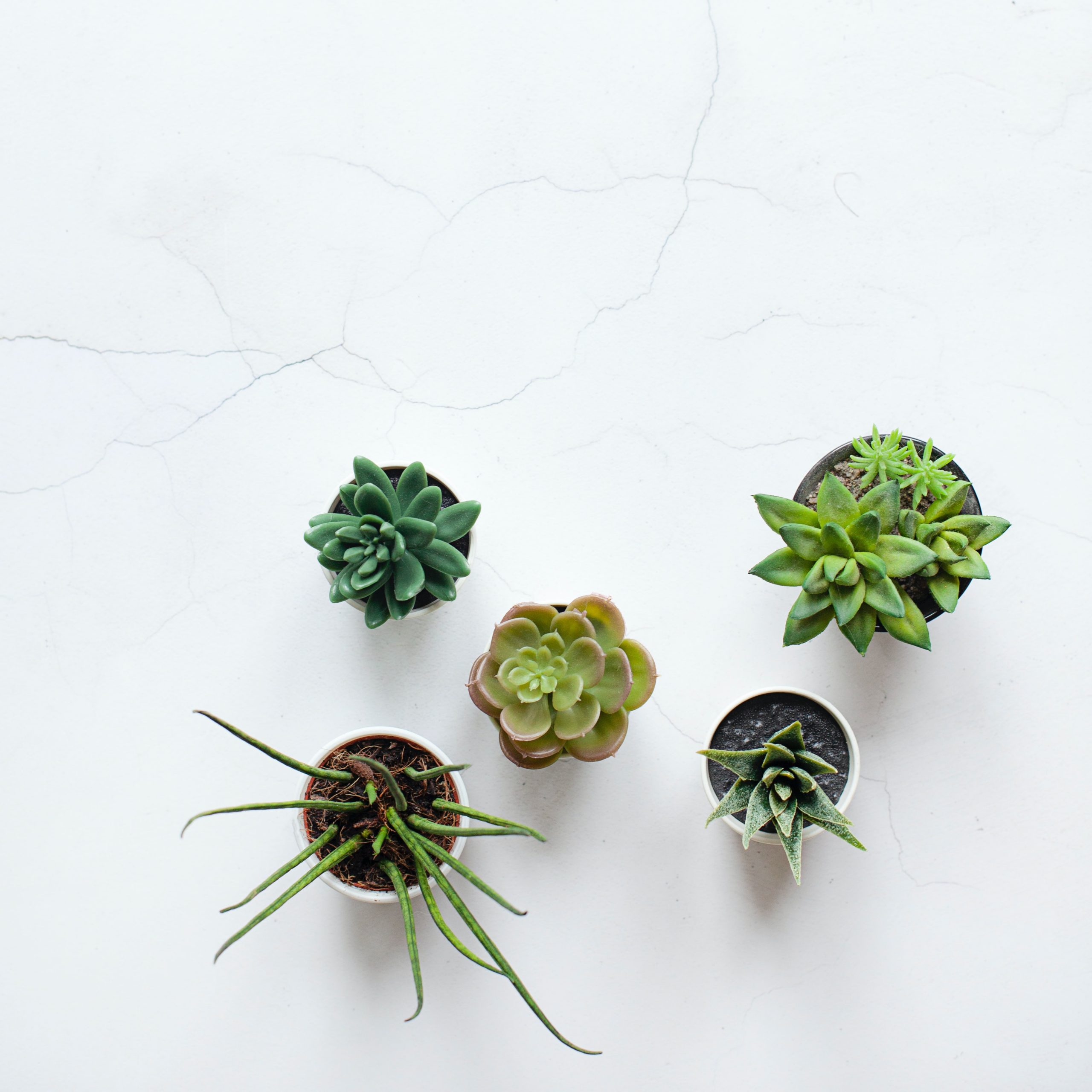 21 Unique Planters to Enhance Any Home