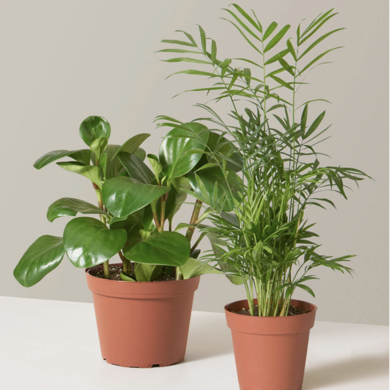 9 Best Places to Buy Plants Online (InstaWorthy Plant Stores)