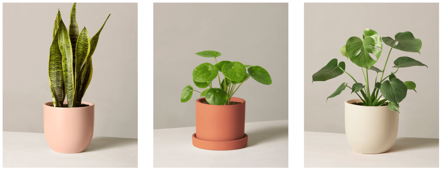 9 Best Places to Buy Plants Online (InstaWorthy Plant Stores)