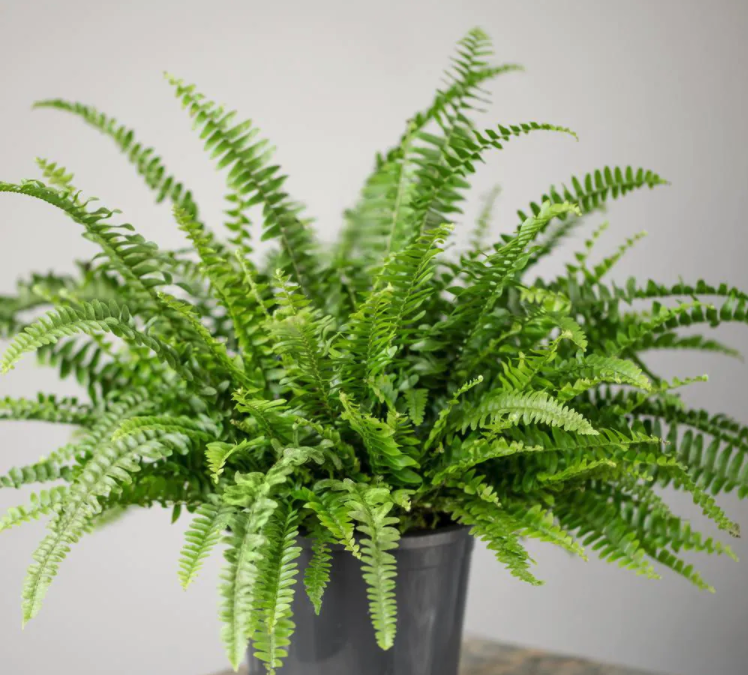 2.5 Qt. Australian Sword Fern Nephrolepis Plant in Grower Pot