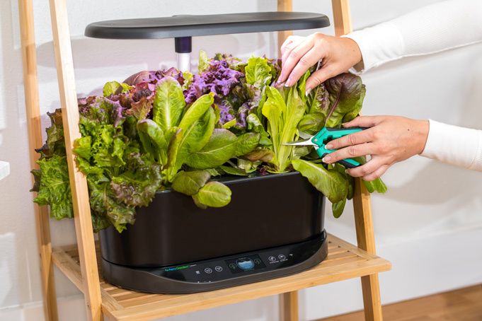 AeroGarden Reviews – Which System Is Best?
