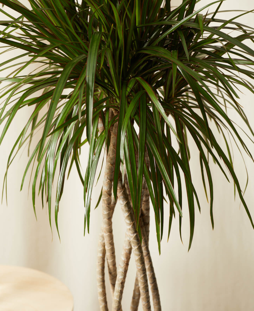 Dracaena Marginata Open Weave
