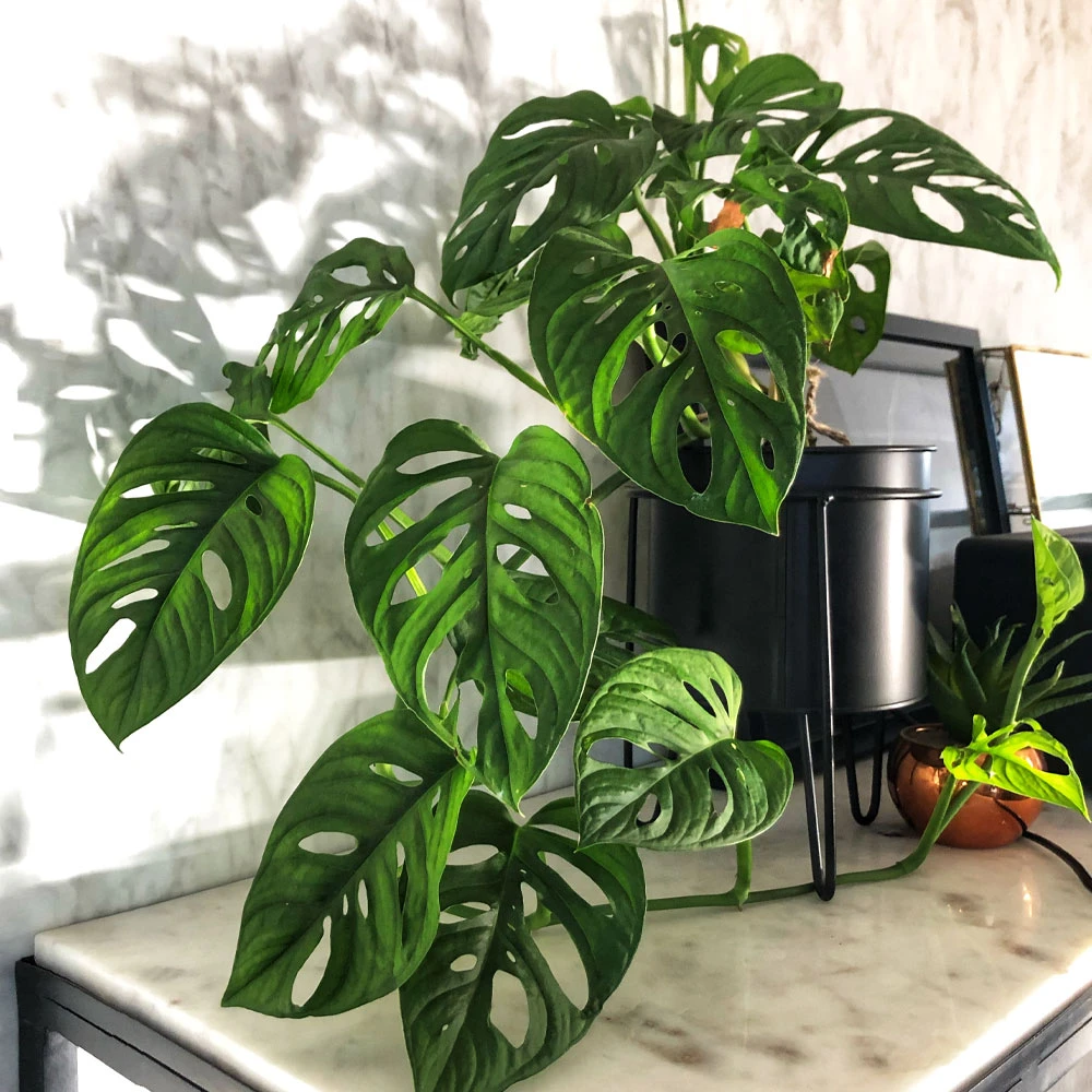 15 Rare Houseplants & Where To Find Them | Relaxing Decor