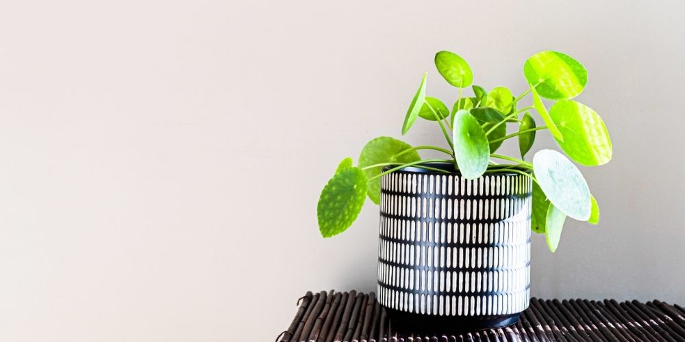 30 Easy House Plants That Beginners Can’t Kill