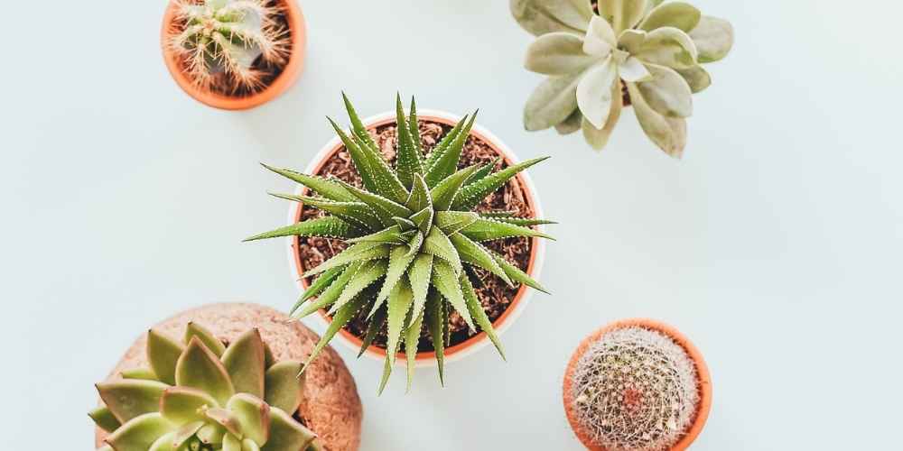 How to Water Succulents (Indoor & Outdoor)