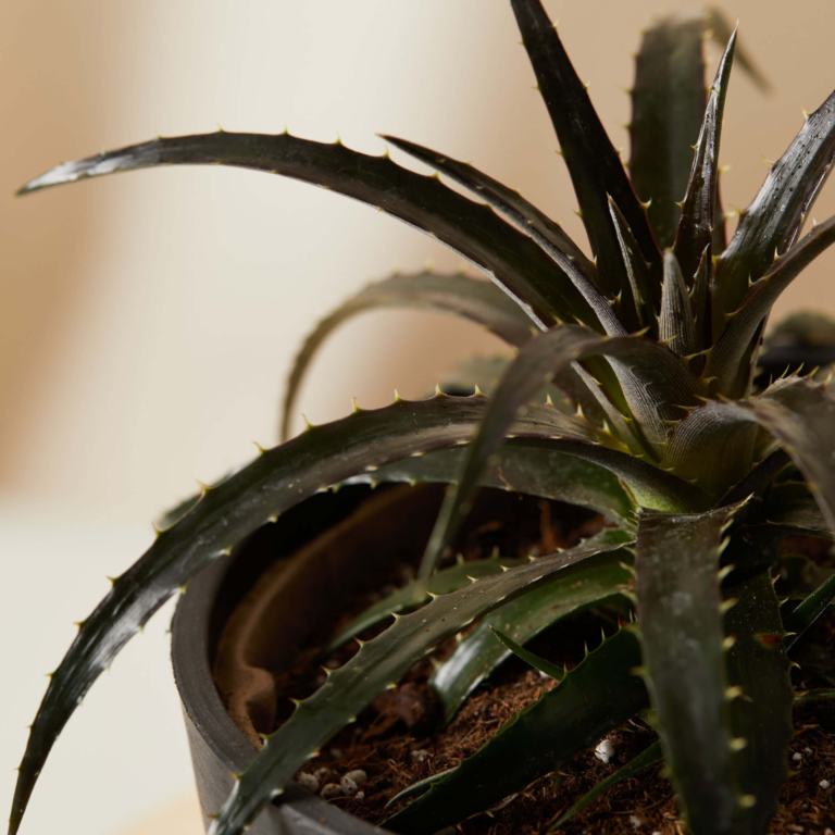 17 Best Windowsill Plants & How to Grow Them Relaxing Decor