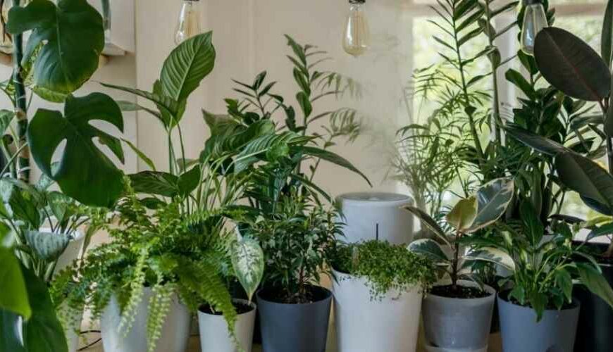17 Best Windowsill Plants & How to Grow Them