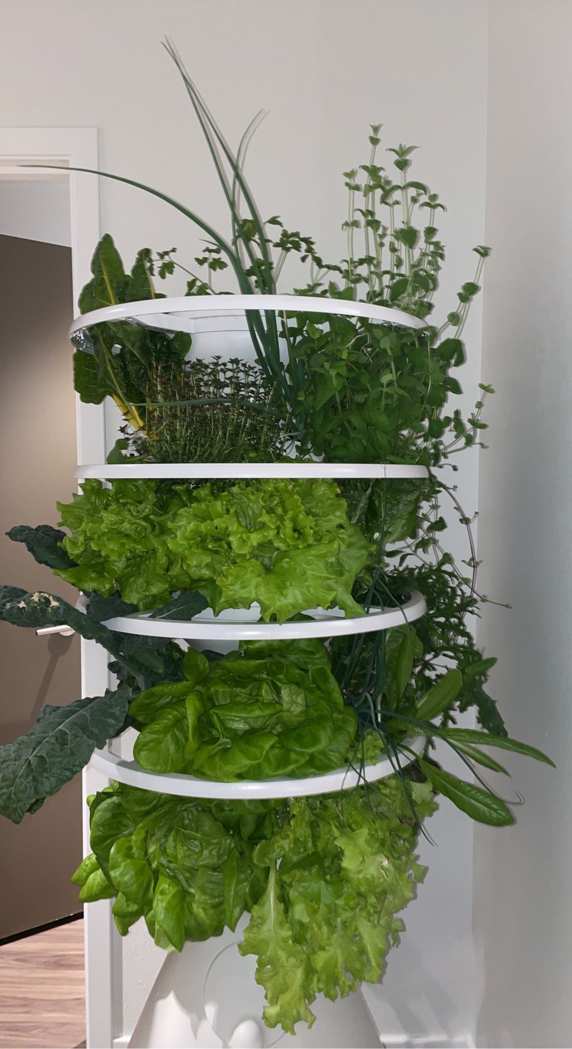 Lettuce Grow Reviews Is This System Worth It? Relaxing Decor